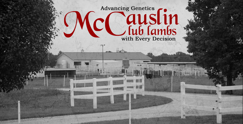 McCauslin Club Lambs