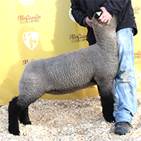 731 Full Sister